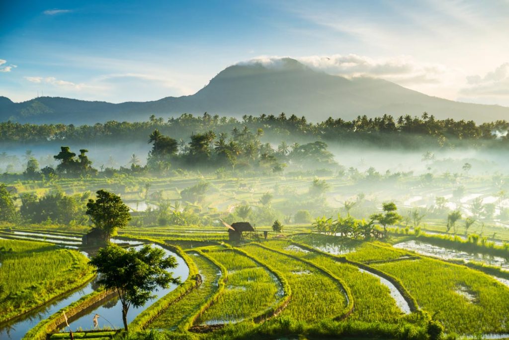 Balinese rice terraces, lush and warm
